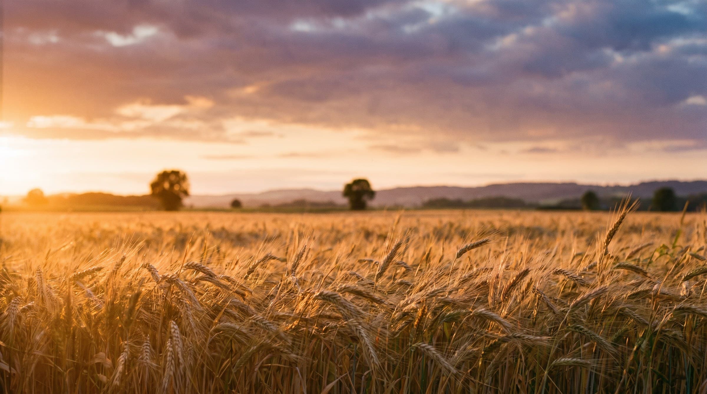 Un champ de blé mûr au lever du soleil