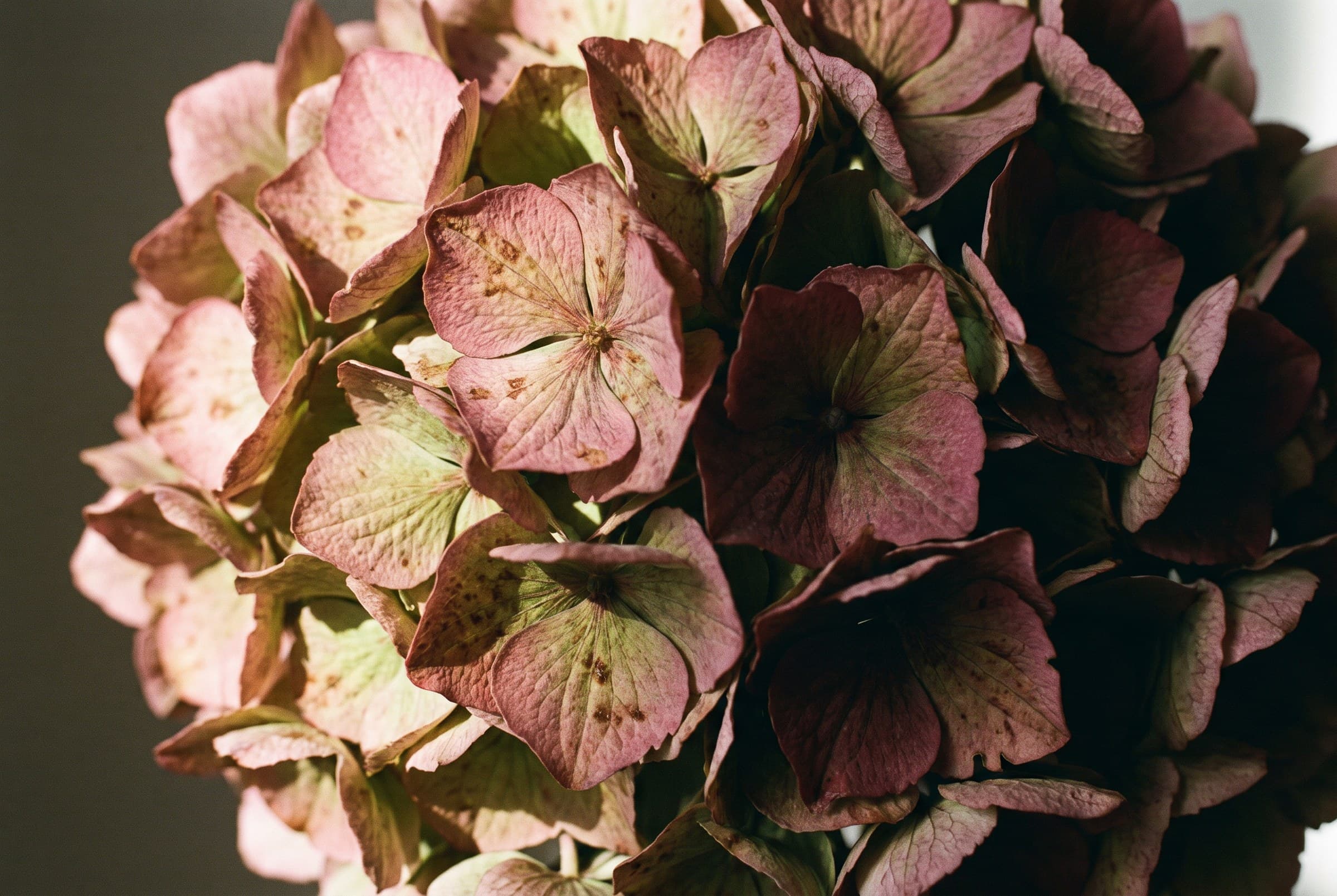 Un hortensia d'automne en gros plan